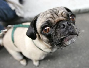 New York Fashion Goes To The Dogs
