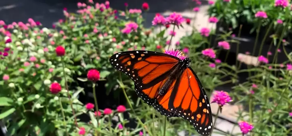 Monarch Butterfly Extinction