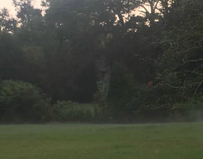 Did A Colleague of Mine Get A Photo of Angels in Her Yard? [PHOTO]